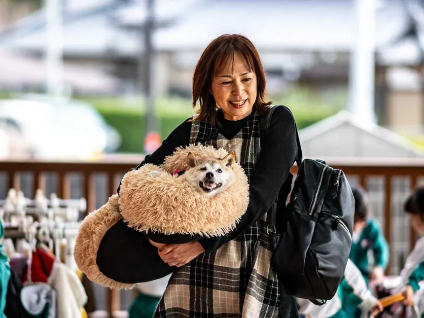 Kabosu being carried in a soft cushioned bed by her owner outdoors